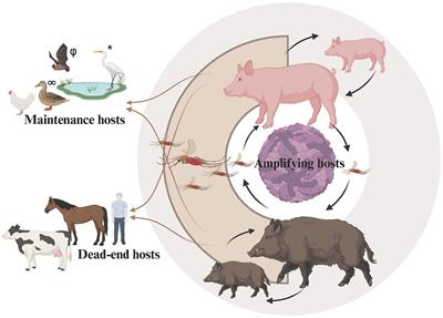 Synthesizing evidence and identifying knowledge gaps in the role of swine in Japanese encephalitis virus transmission: a rapid systematic review of the literature